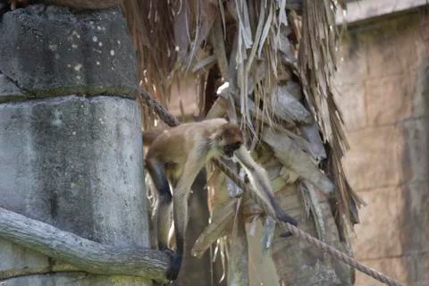 Geoffroys Spider Monkey Stock Photos