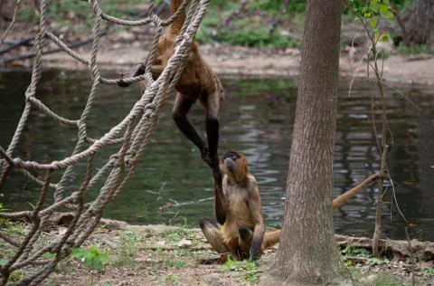 Geoffroys Spider Monkey Stock Photos