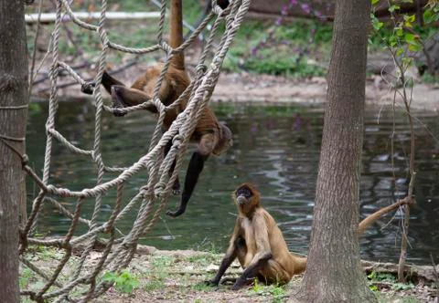 Geoffroys Spider Monkey Stock Photos