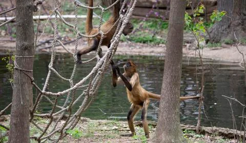 Geoffroys Spider Monkey Stock Photos