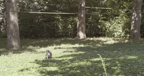 Geoffroy's spider monkey sitting 50fps Stock Footage 114129153