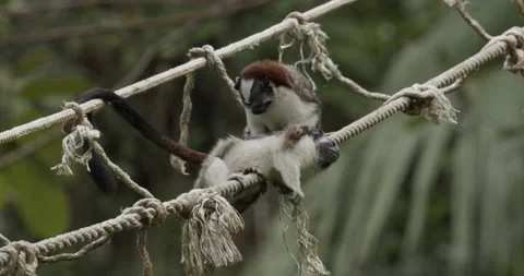 Geoffroys Tamarin Monkey Pair Monkeys Grooming Cleaning On Rope Vídeo Stock 148694099