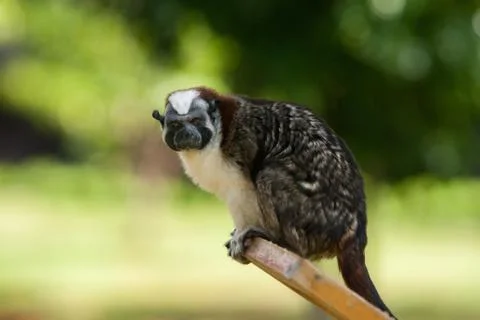 Geoffroy’s Tamarin monkey Stock Photos