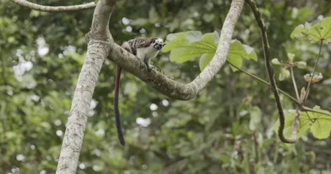 Geoffroys Tamarin Monkey Sitting Turning Around with Long Tail Dangling Stock Footage 148652286