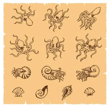 Geographic map octopus, cuttlefish, shell, mollusk Illustration