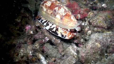 Geography Cone (Conus geographus) int he night hunting on the sand Vidéo 90473887
