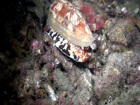Geography Cone (Conus geographus) in Lembeh strait Indonesia. Stockbeeldmateriaal 79357365