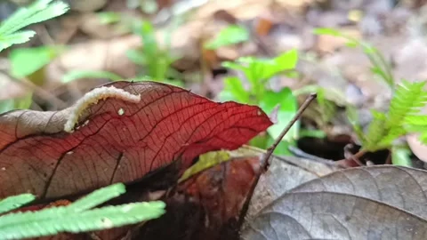 Geometer moth caterpillar moving on leaf surface close up Видео 332091871