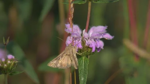Geometer moth eating nectar, close up slow motion 2. Stock Footage 91734647