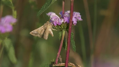 Geometer moth eating nectar, close up slow motion 1. Stock Footage 91735013