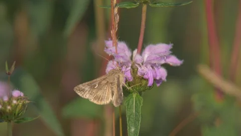 Geometer moth eating nectar, close up slow motion 3. Stock Footage 91737226