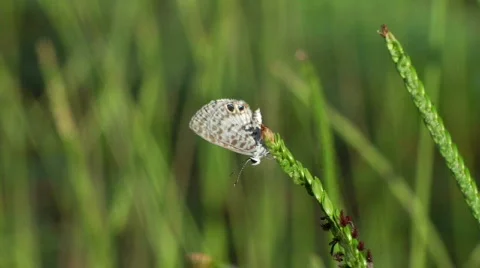 Geometer Moth Stock Footage 533614