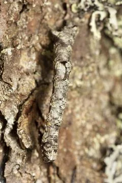 Geometer moth larva on bark Stock Photos