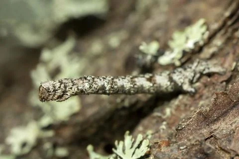 Geometer moth larva on bark Stock Photos
