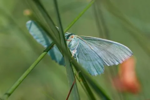 Geometer moth - side view 库存照片