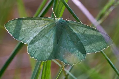 Geometer moth - top view 库存照片