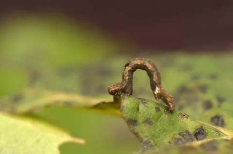 Geometer Stock Photos