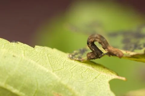 Geometer Stock Photos