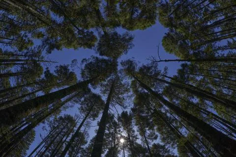 Geometrial tree pattern 스톡 사진