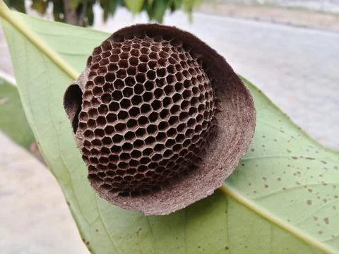 Geometric and empty hive on a green leaf in the garden Stock Photos