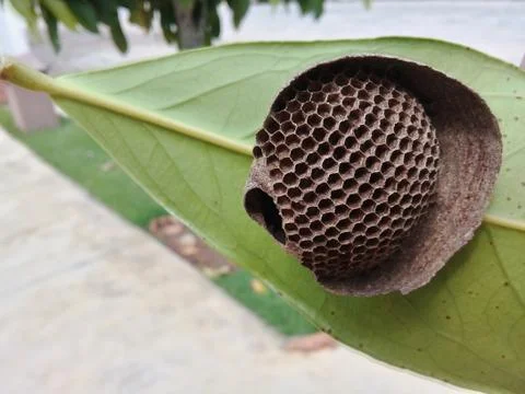 Geometric and empty hive on a green leaf in the garden Stock Photos