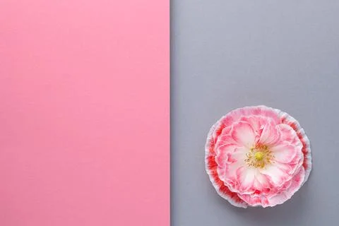 Geometric Composition Background With Pink Poppy Flower Stock Photos