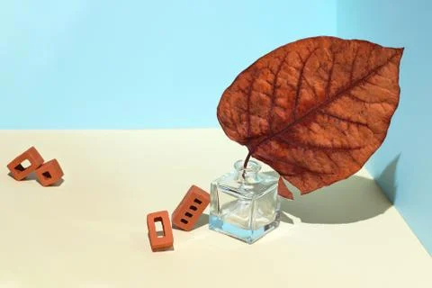 Geometric composition of bricks, glass bottle and plants. In a corner space of Photos
