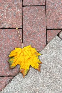Geometric composition of yellow maple leaf on the sidewalk of two types of ti Stock Photos