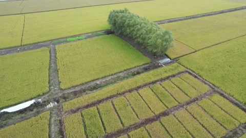 Geometric Field Boundaries And Rural Roads in Anhui, China Stock Footage 344037722