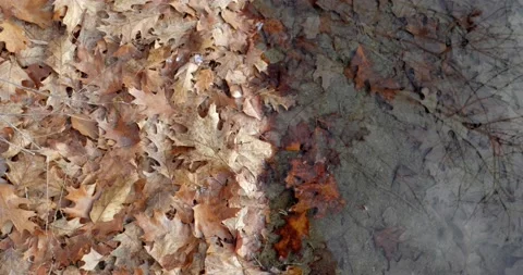 Geometric framing dry leaves on the left side and lake water on the right side Stock-Footage 146994665