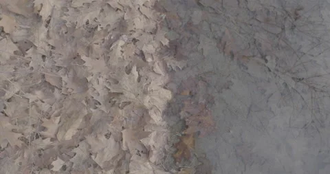 Geometric framing dry leaves on the left side and lake water on the right side Stock-Footage 146995345
