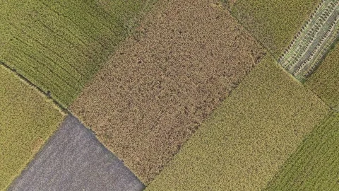 Geometric Golden Rice Fields Drone View Stock Footage 334677359
