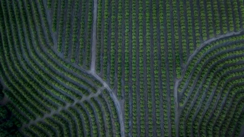 Geometric Grapevine Rows Across Temecula Wine Country, Drone Stock Footage 345992137