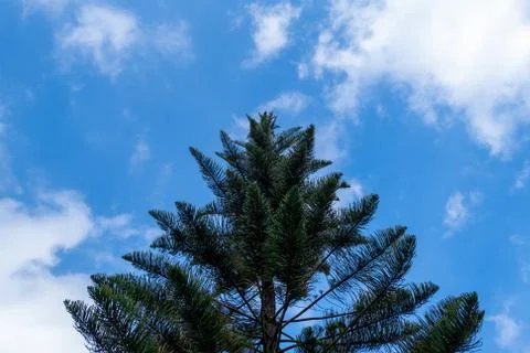 Geometric large pine tree in green against the beautiful sky and clouds backg Stock Photos