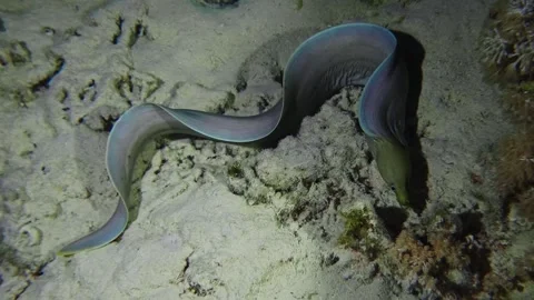 Geometric Moray Eel Gliding on Coral Reef, Red Sea Stock Footage 316690161