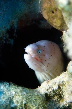 Geometric Moray Eel Head in Underwater Reef Environment Stock Photos
