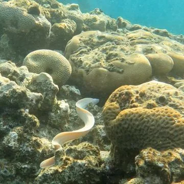 Geometric Moray Eel or Grey Moray Slithering along Coral Reef Underwater Sea  Foto stock
