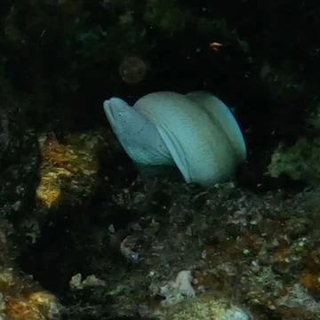 Geometric Moray Eel or Grey Moray Curled up in Defensive Posture 写真素材