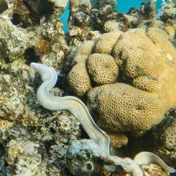 Geometric Moray Eel or Grey Moray Slithering Through Coral Reef Hunting for Food Stock Photos