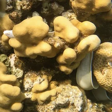 Geometric Moray Eel or Grey Moray Peaking Out from Coral Reef Foto stock