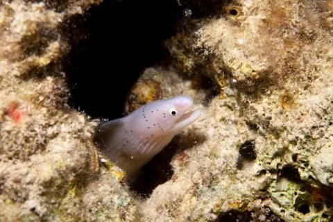 Geometric Moray Eel - Siderea grisea Foto stock
