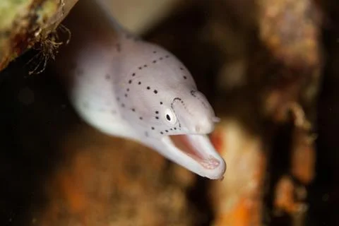 Geometric Moray Eel - Siderea grisea Foto stock