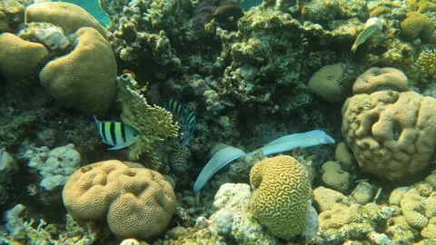Geometric Moray Eel Unique Underwater Sea Creature Slithering Through Coral Reef Vídeo Stock 302610254