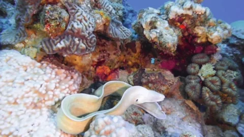 Geometric Moray Stock Footage 311300383