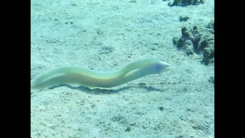 Geometric Moray Stock Footage 311300403