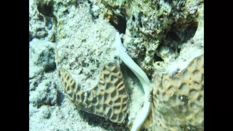 Geometric Moray Stock Footage 311300404