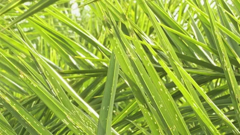 Geometric Nature: Intersecting Palm Leaves with Strong Sun Lighting (ProRes 422) 스톡 동영상 324605879