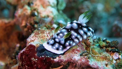 Geometric Nudibranch sits on a multi-colored rock in a weak current. Stock Footage 136720627