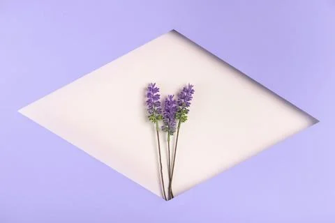 Geometric paper shape with lavender Stock Photos