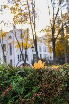 Geometric park paths bordered by manicured shrubs and centuries-old trees wit Stock Photos